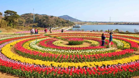 kashmir tulip gardentour packages
